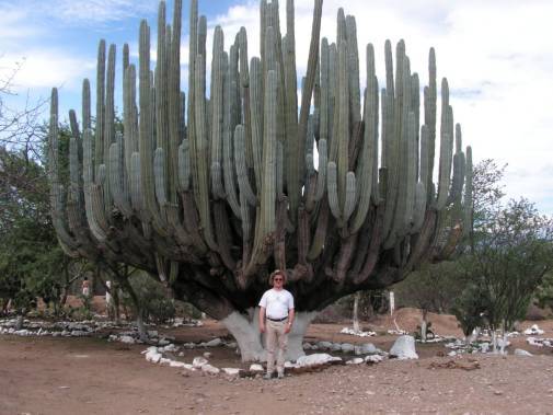 Cactus géants.
